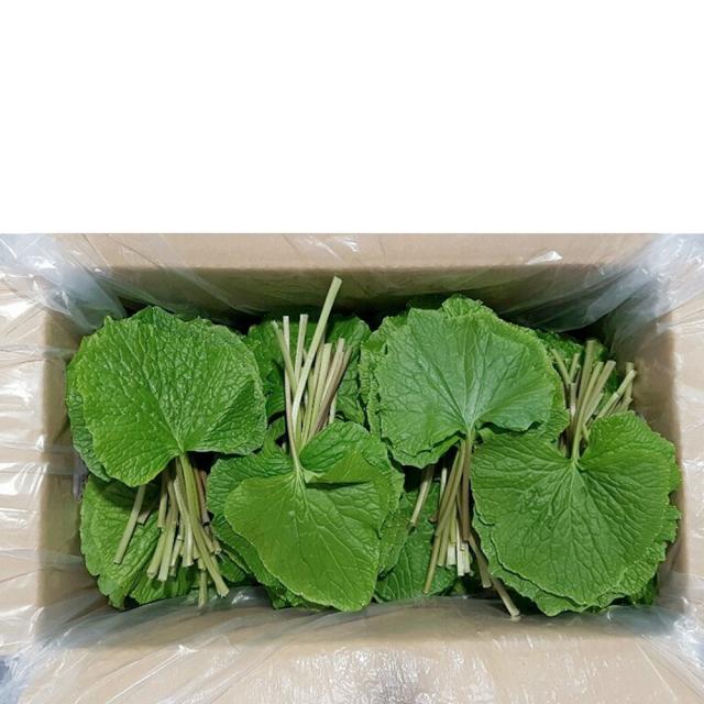 달큰 쌉싸름한 경남 의령 생고추냉이 생와사비 고추냉이 와사비잎 1kg, 1box, 의령 와사비잎 1kg