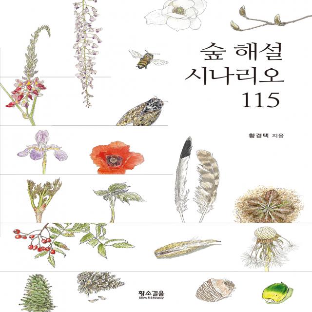 [황소걸음]숲 해설 시나리오 115 (개정판), 황경택, 황소걸음