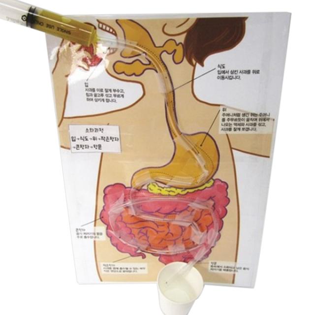 사이언샵 음식물 소화과정 만들기 5인 과학실험세트