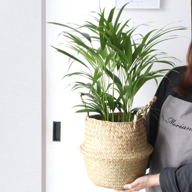 모리앤 공기정화식물 아레카야자 + 해초바구니 세트 혼합색상 1세트
