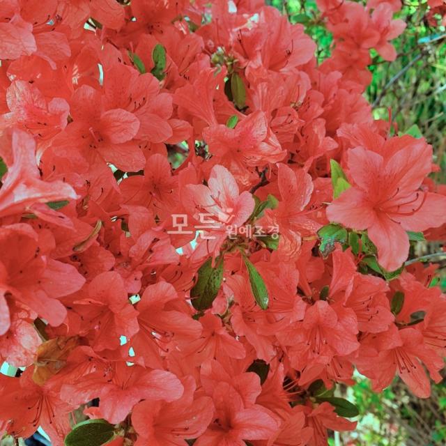 모든원예조경 철쭉나무(영산홍)키30cm 5주묶음
