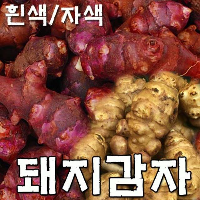 GO구마 생돼지감자 돼지감자 토종 자색돼지감자, 자주색3kg