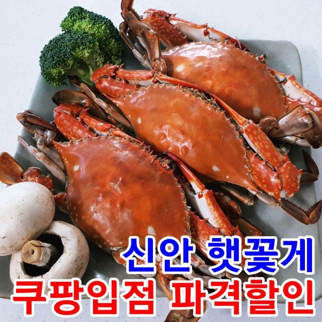 신안 햇꽃게 당일조업 봄 가을 서해안 제철 꽃게 산지직송 1 2 3kg, 꽃게 대, 1kg