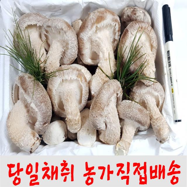 착한송이송향버섯 송화고버섯 알뜰형 (농가직배송), 1박스, 1kg알뜰형