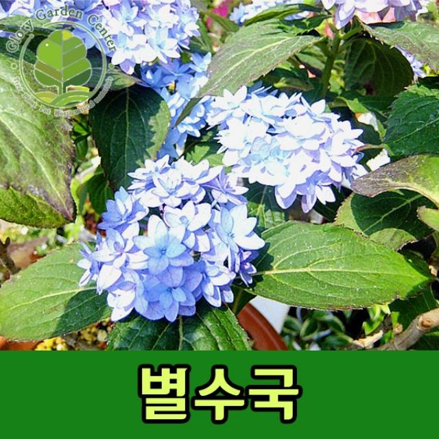 글로리가든센터 별수국 개화주 5치포트묘