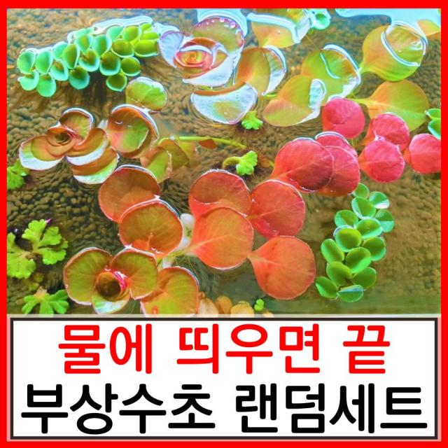 수초하우스) 물에 띄우면 끝. 초보 부상수초 랜덤세트(알아서 보내줌)