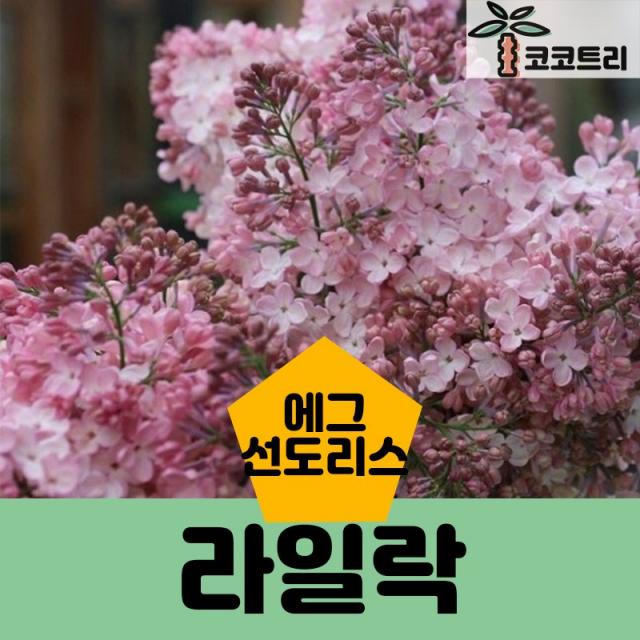 [코코트리] 유럽라일락(신품종)묘목, 1개, 라일락(에그선도리스) 접목1년