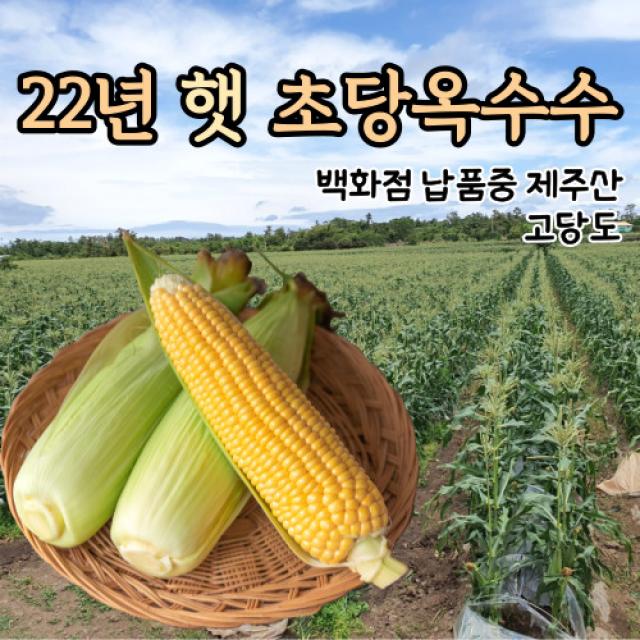 제주도 초당 옥수수 국내산 햇 초당옥수수 중품 특품 10개 20개