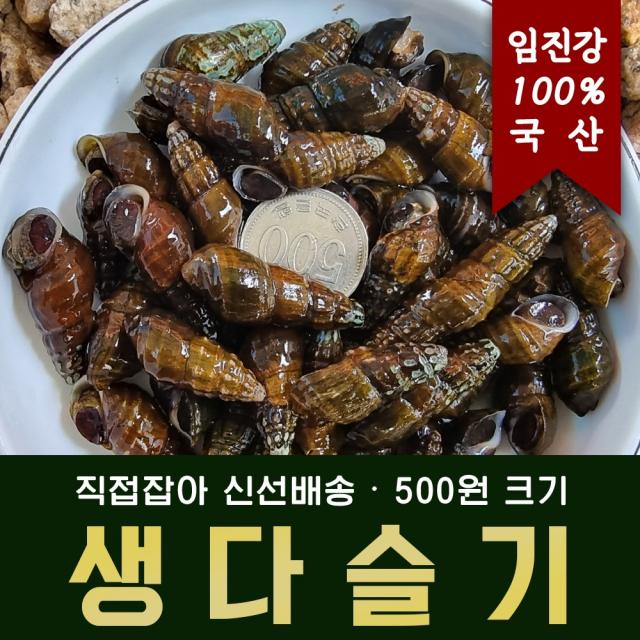 [신규입점] 임진강_ 500원 크기 100% 자연산 생다슬기, 새벽에 직접 잡아 살아서 배송 , 3kg 기본, (기본) 자연산 생다슬기 1박스 3KG