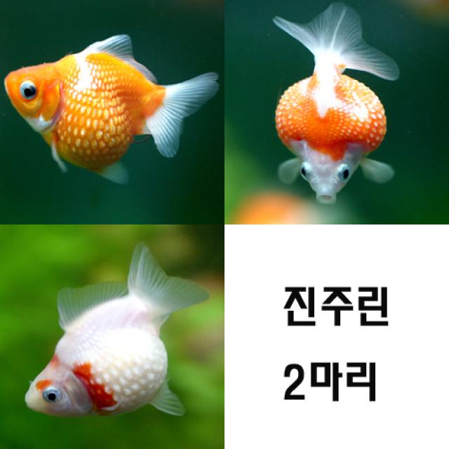 [아쿠아펫]동글동글 귀여운 진주린 2마리, 1개