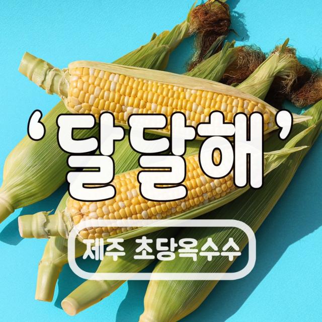 제주도 초당옥수수 산지직송 (당일새벽수확발송) 백화점납품 고당도종자 달옥수수 하우스재배, 07.온가족용(20개입)특품