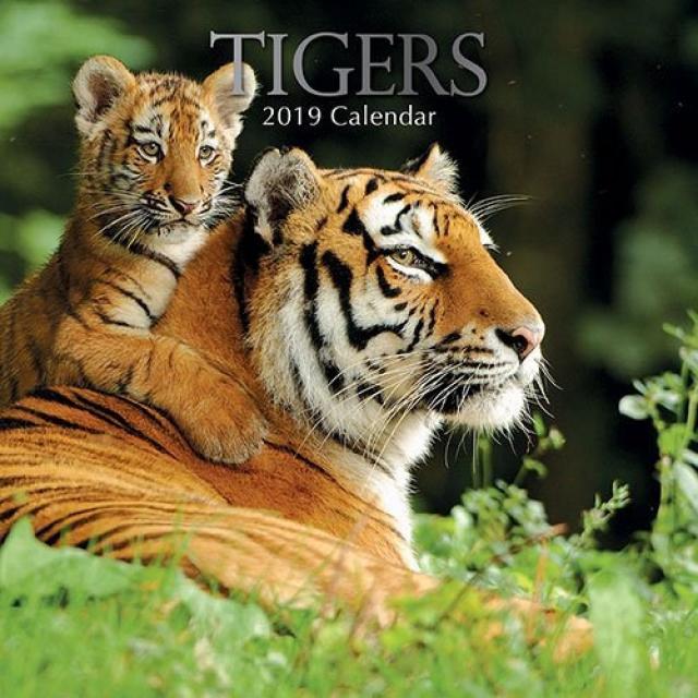 Tigers - 2019 Wall Calendar - 12x12 타이거스-2019 월별 달력-12x12, nullSET