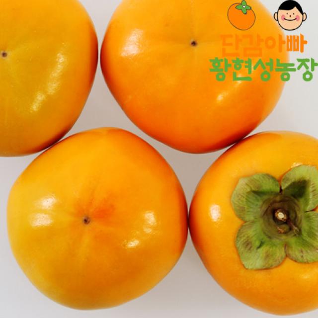단감아빠 황현성농장의 고당도 창원 단감 5kg 10kg 농가직송, 10kg 중대과(46~52과내)