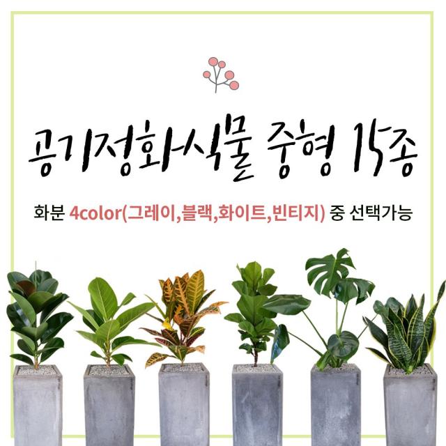 이브가든 15종 공기정화식물 4color 중품 (고무나무 벵갈고무나무 크로톤 떡갈잎고무나무 몬스테라 산세베리아 아레카야자 금전수 율마 스투키 송오브인디아 여인초 녹보수 귀면각 콤팩타), 1개, No.15 콤펙타 80cm+화분+물받침