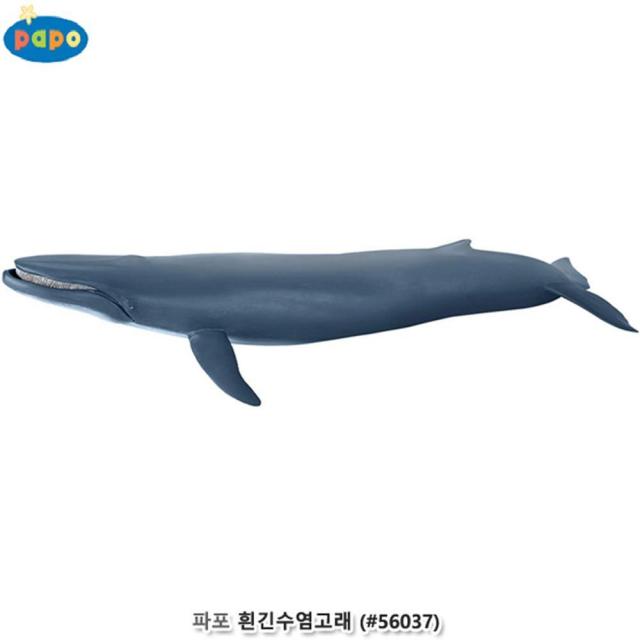 3세 정밀 동물 피규어 흰긴수염고래 38cm 소품 네발짐승 신생대 수집품 장식 애니멀 포유류 상상력향상