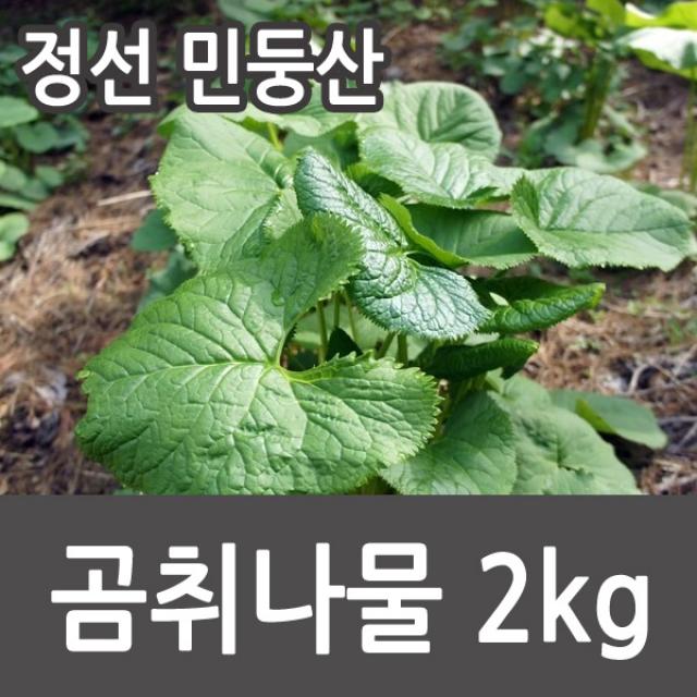(정선 민둥산) 곰취 생곤드레 곰취나물 곤드레 생곰취 곤드레나물, 1박스, 곰취 2kg