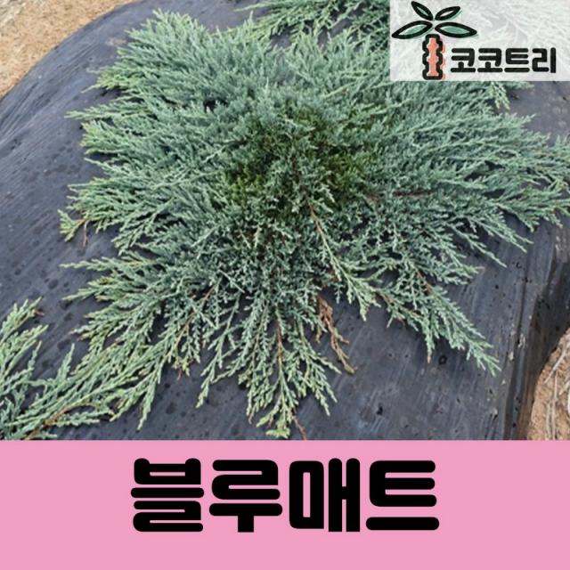 코코트리 [상록수] 블루매트 묘목, 1개, 블루매트 4치포트 길이 20~30cm