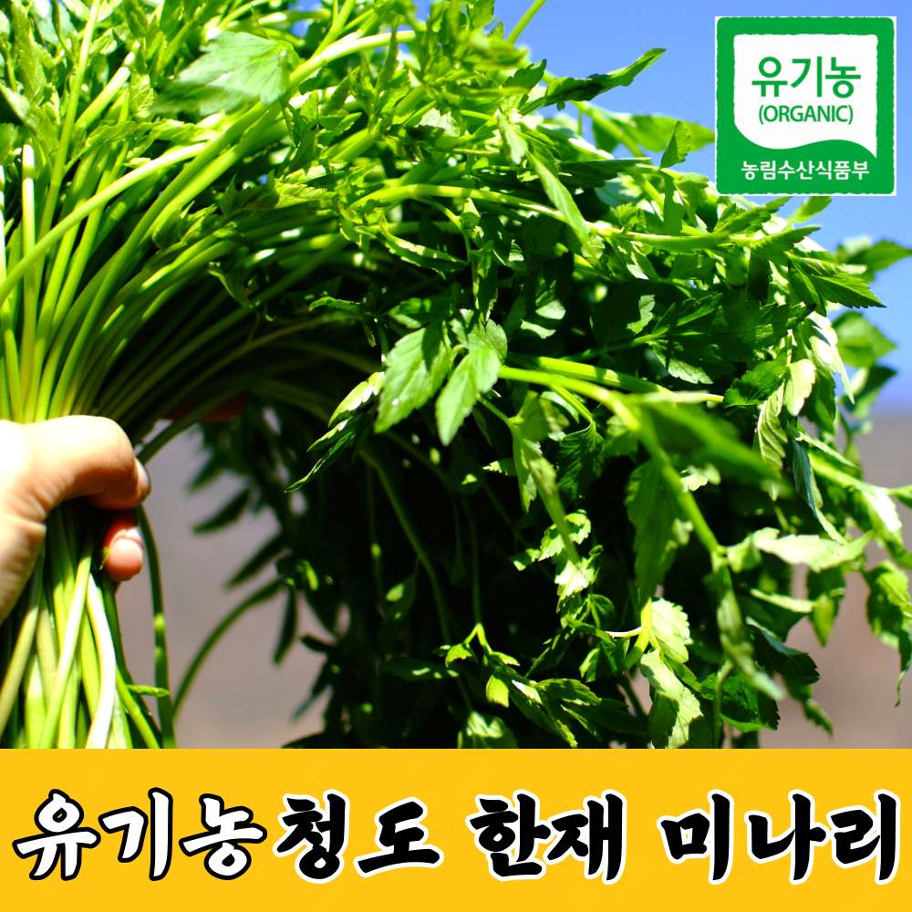 유기농 당일수확 친환경 청도 한재 미나리 1kg 2kg 3kg 4kg, 유기농 청도 한재 미나리 1kg