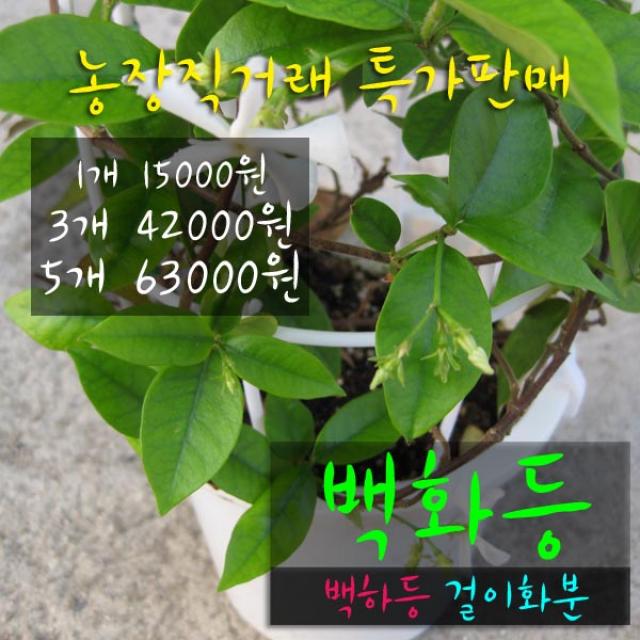 허브여울 백화등(백하등) 지름 15cm 걸이화분, 3개