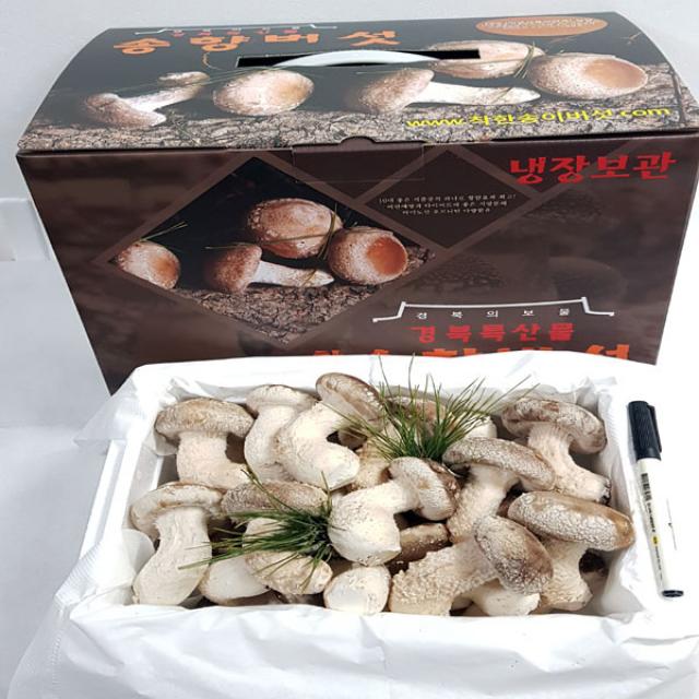 [산지직송]착한송이송향버섯 오전11시전주문시 내일도착(주말 및 공휴일 제외), 1box, 일반형500g