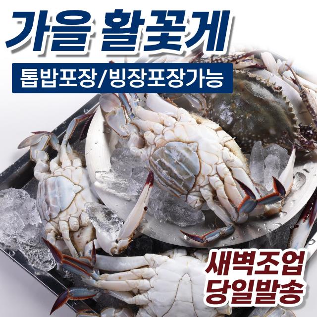 당일조업 꽃게 활꽃게 산지직송 제철 서해안 1kg 2kg 3kg