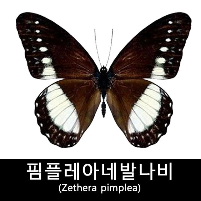 나비표본/핌플레아네발나비표본/Zethera pimplea