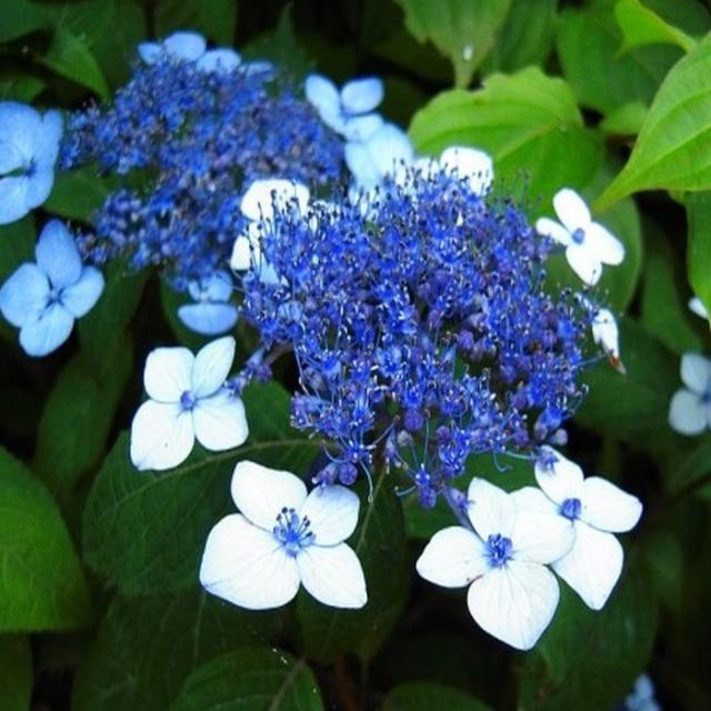 목하원예조경 산수국나무 개화주 5치포트묘 