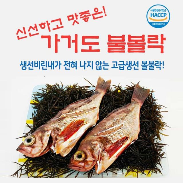 가거도 불볼락 대 3마리(25cm전후), 단품