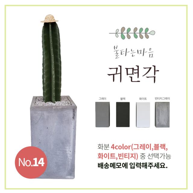 이브가든 15종 공기정화식물 4color 중품 (고무나무 벵갈고무나무 크로톤 떡갈잎고무나무 몬스테라 산세베리아 아레카야자 금전수 율마 스투키 송오브인디아 여인초 녹보수 귀면각 콤팩타), 1개, No.14 귀면각 75cm+화분+물받침