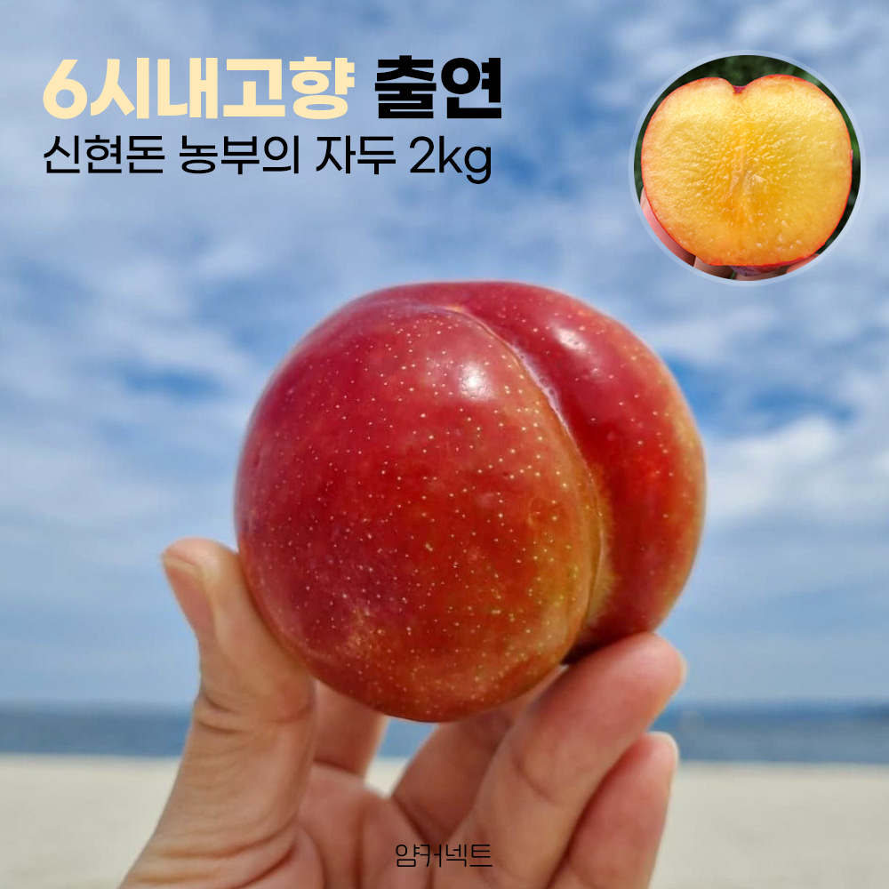 6시내고향 출연농부 왕자두 2kg 노지 자두 경북 영천 산지직송, 2kg(25과 내외)