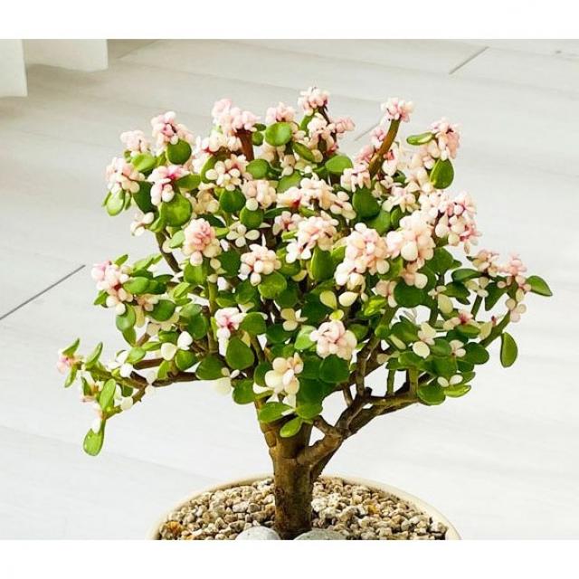 앙플랜트 은행목 아악무 사랑목 핑크아악무 금과옥 공기정화식물 다육식물 분갈이