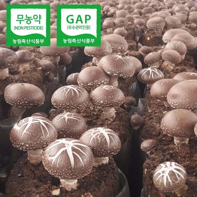  해담은농장 국내산 참나무100%재배 생표고버섯1kg 1개 중품1kg