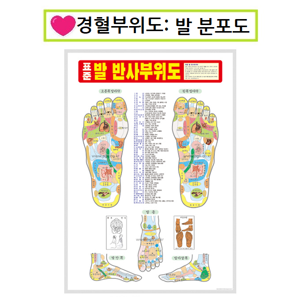 피지오 경혈부위도 인체도 혈점, 발반사분포도, 1개