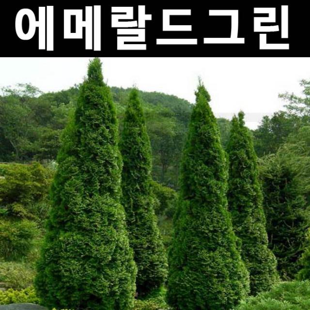 에메랄드그린 키60cm내외(분) 1개/나무 묘목/상록수/조경용