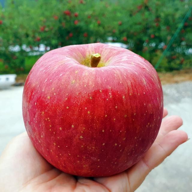 경북 안동 사과 5kg 부사 홍로 아리수 아오리 안동댁사과 유명한곳 5키로 한박스 맛있는 선물세트 꿀 햇 명품 프리미엄 가정용 흠집 흠사과 청 풋 못난이 기스, 01.부사, 01.선물세트 5kg, 13과 내외 (대과)