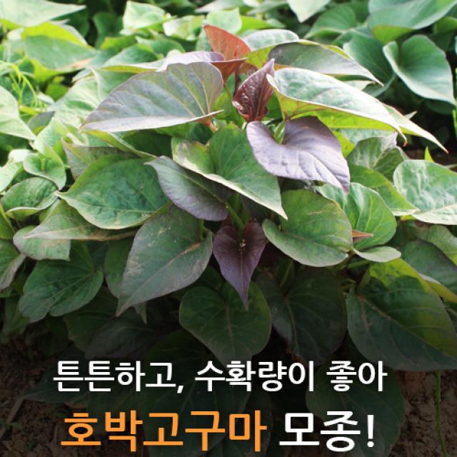 직거래농민장터 2022년 당일채취 호박고구마 모종(종순) 고구마순, 호박고구마 모종 2kg