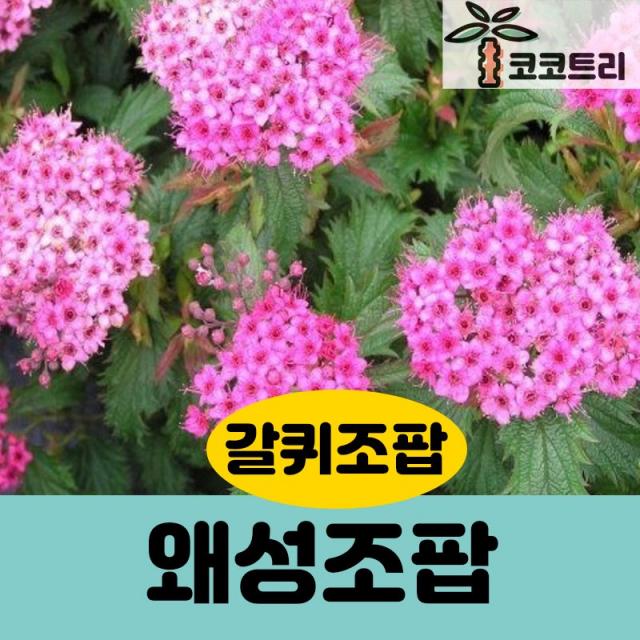 [코코트리] 신품종 왜성조팝, 1개, 왜성조팝(갈퀴조팝/크리스파) 5치포트