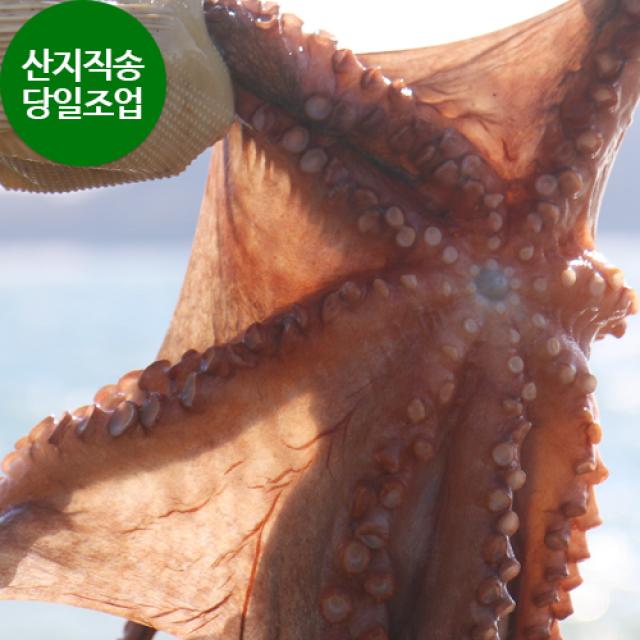 여수돌문어 자연산 돌문어 당일어획 당일발송 문어 2kg
