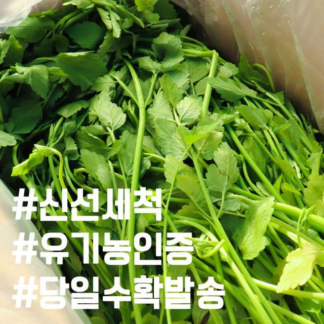 유기농인증 밭에서 제배한 옥산 하우스 세척 미나리 산지직송 당일수확발송, 01.유기농(특)미나리500g