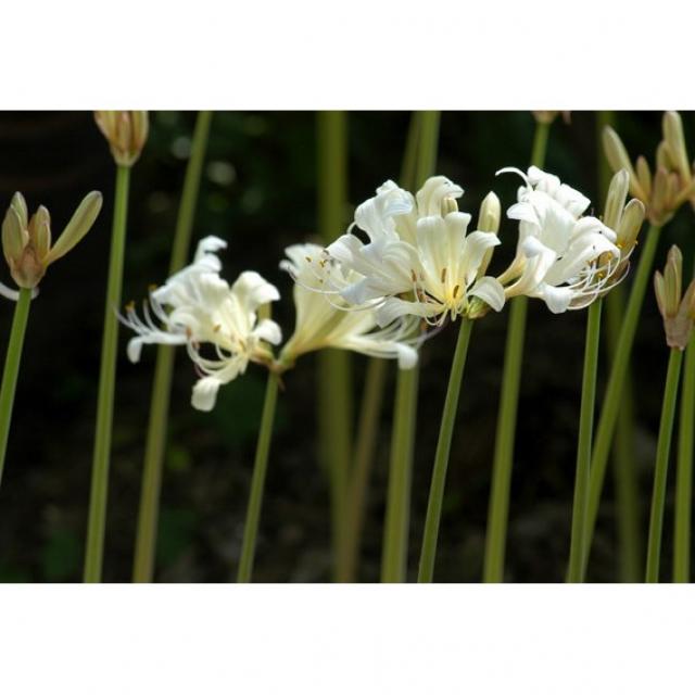 2구 세트 위도 상사화 구근 여름에 화이트 꽃 피는 수선화과 상사화 구근 판매 상사화 흰색 화이트, 2개 세트 위도상사화 구근