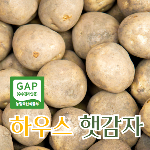 [판매1위] 왕특 150-250g 하우스 감자 올해수확 햇감자 5Kg 10kg 특대 특사이즈, 왕특 5KG (개당150-250G내외)