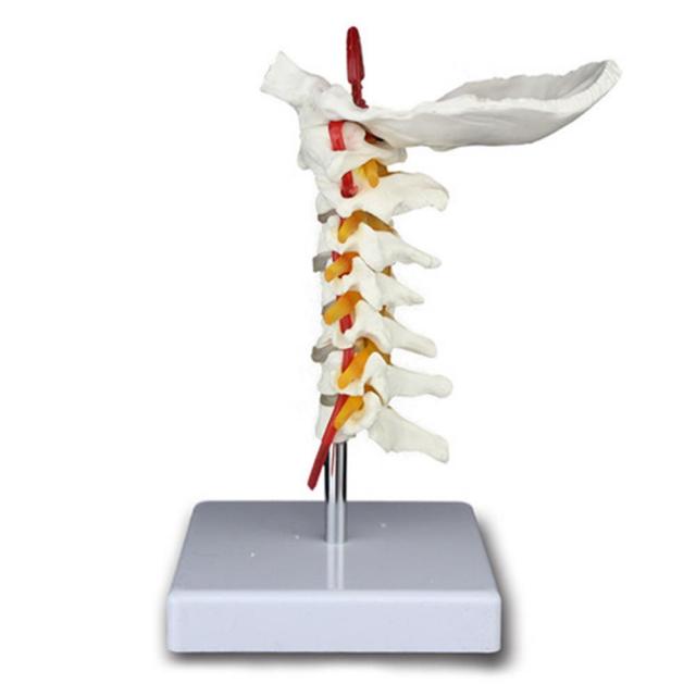 후두골 경추 척추동맥 신경 인체모형 뼈모형 의료기관 질환 골격 보건용 정형외과 교재
