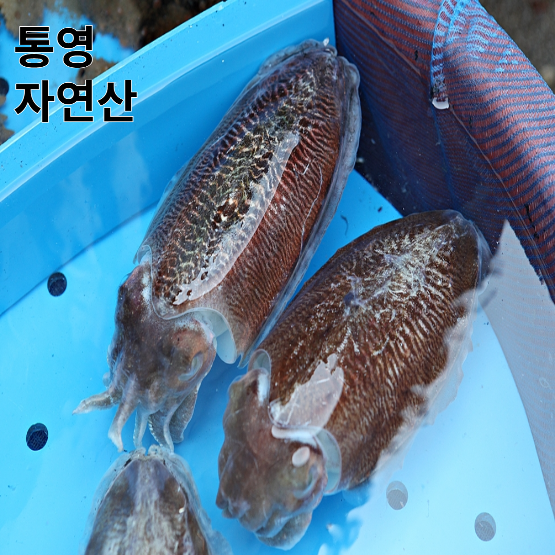 [오후 2시까지 당일 출고]살아있는 활 갑오징어 생물 1kg 오후 2시 까지 당일발송 통영 앞바다에서 자란 싱싱한 회감 활갑오징어 빙장 탱탱한 식감 최고, 활 갑오징어 2kg