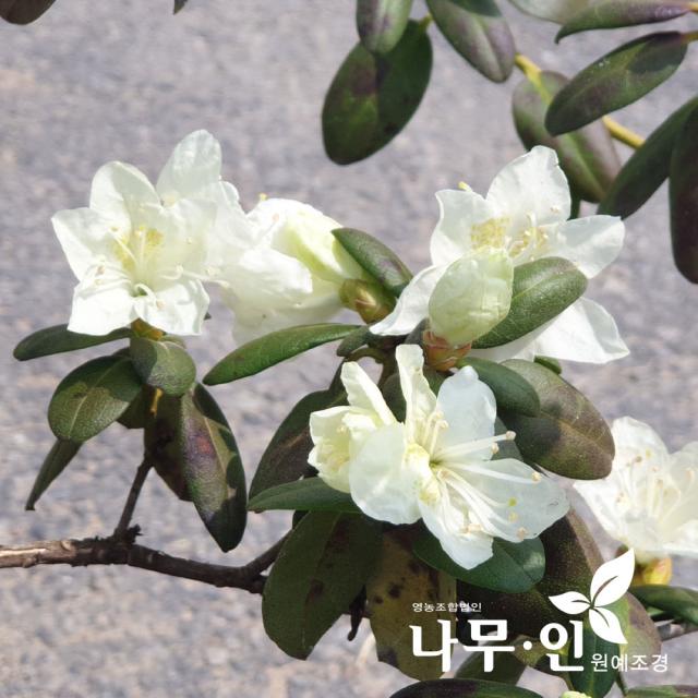 [나무인] 흰색진달래 개화주 포트묘 키30cm