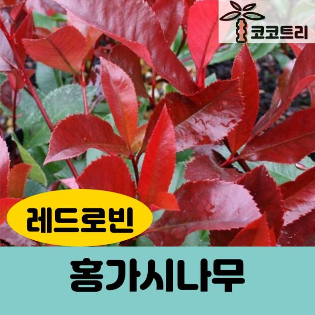 [코코트리] 홍가시나무 묘목, 1개, 홍가시나무(레드로빈) 키 100cm