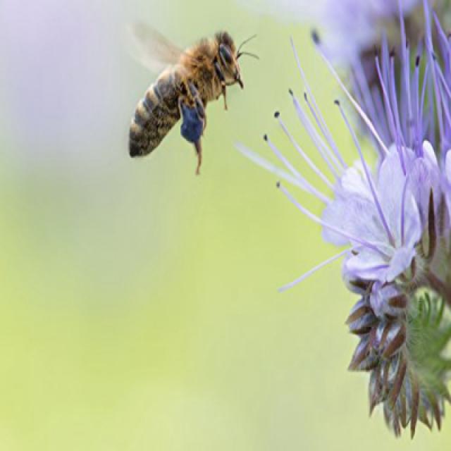 Southwest Transitional Honey Bee Pasture Blend (2.5 acre) 2.5 에이커 남서부 과도기 꿀벌 목장 혼합 (2.5 에이커), 1