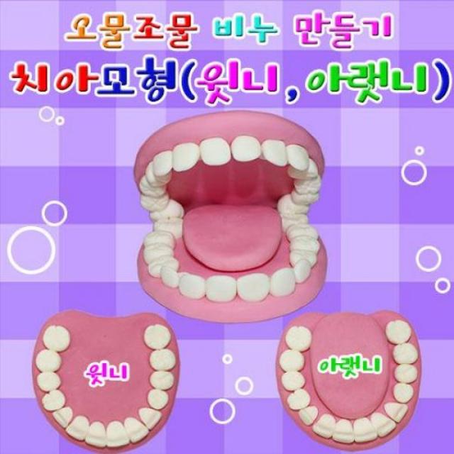 치아모형(윗니와 아랫니)- 3세트 두뇌발달 과학키트 과학교구 DIY 만들기 향앤미, 1