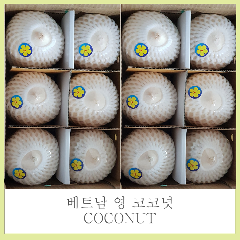  프리미엄 영코코넛 Coconut 1box 3개 12개 12개