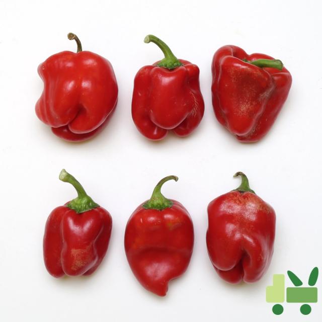 사라상회 홍피망 10kg (보통), 1박스, 10Kg