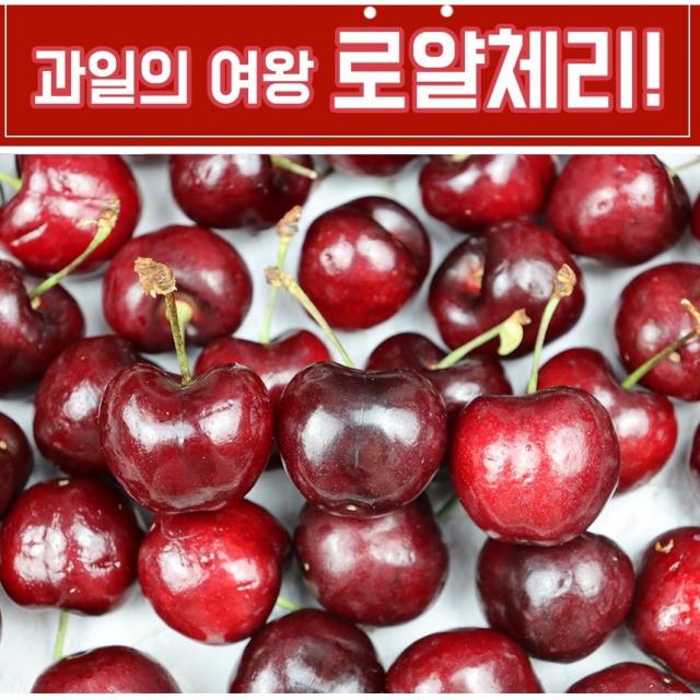 생체리 항공직수입 프리미엄 고당도 로얄 체리